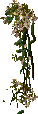 Ultima Online: A Creeping Vine